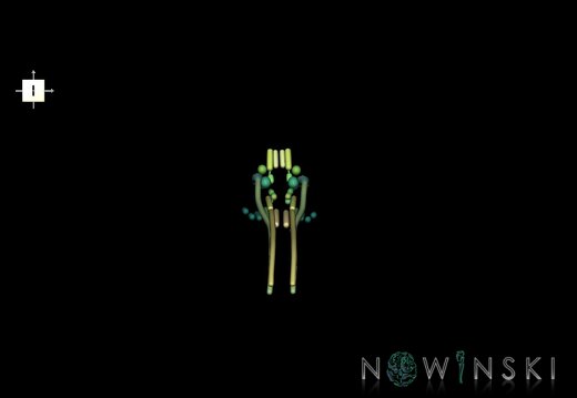 G1.T19.16.V6.C2.L0.Cranial nerve nuclei