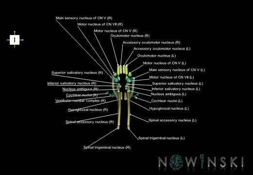 G1.T19.16.V6.C2.L1.Cranial nerve nuclei