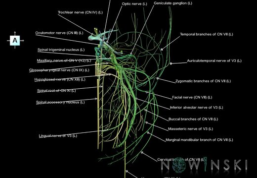 G1.T19.2.V1.C2.L1.Cranial nerves left