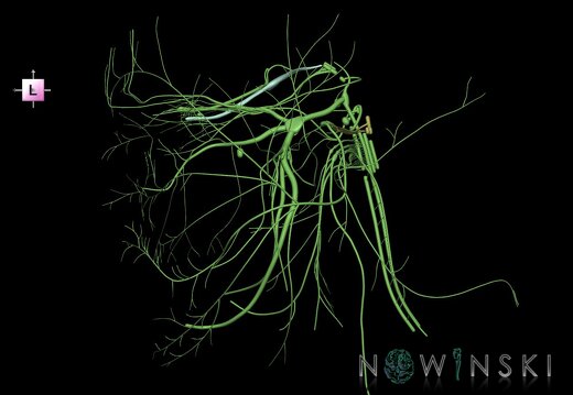 G1.T19.2.V2.C1.L0.Cranial nerves left