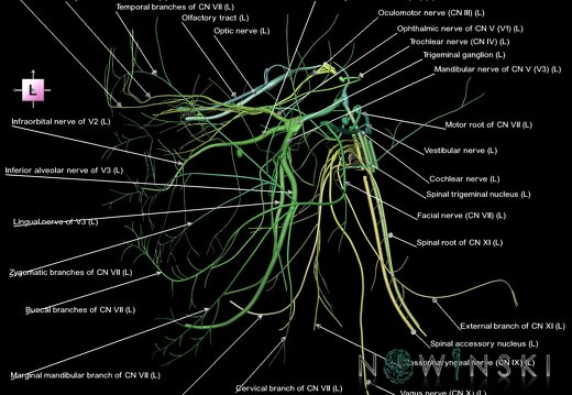G1.T19.2.V2.C2.L1.Cranial nerves left
