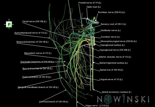 G1.T19.2.V3.C2.L1.Cranial nerves left