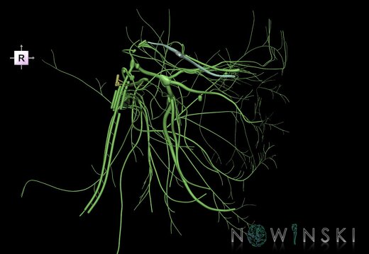 G1.T19.2.V4.C1.L0.Cranial nerves left
