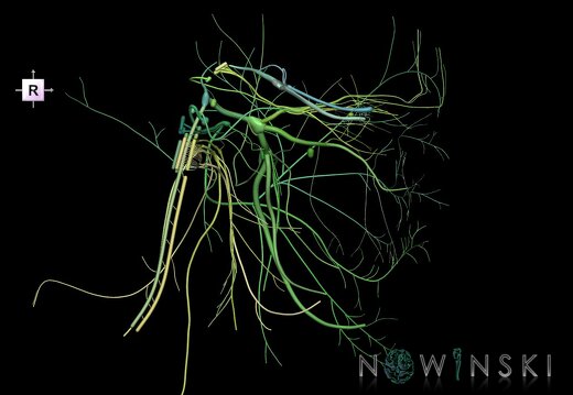 G1.T19.2.V4.C2.L0.Cranial nerves left
