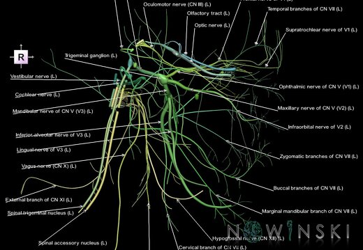 G1.T19.2.V4.C2.L1.Cranial nerves left