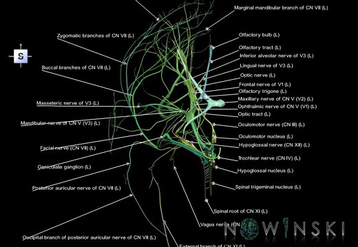 G1.T19.2.V5.C2.L1.Cranial nerves left