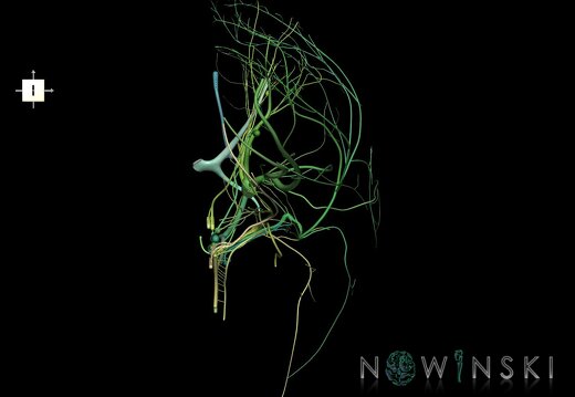 G1.T19.2.V6.C2.L0.Cranial nerves left