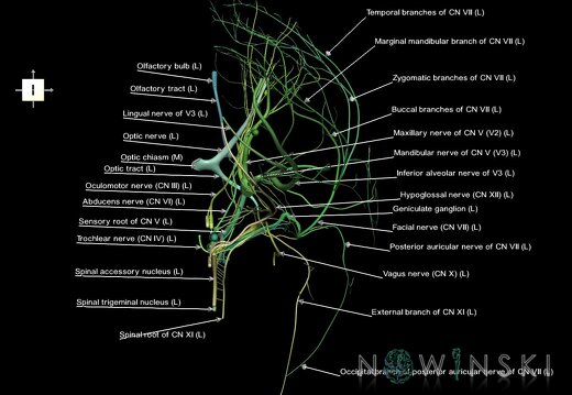 G1.T19.2.V6.C2.L1.Cranial nerves left