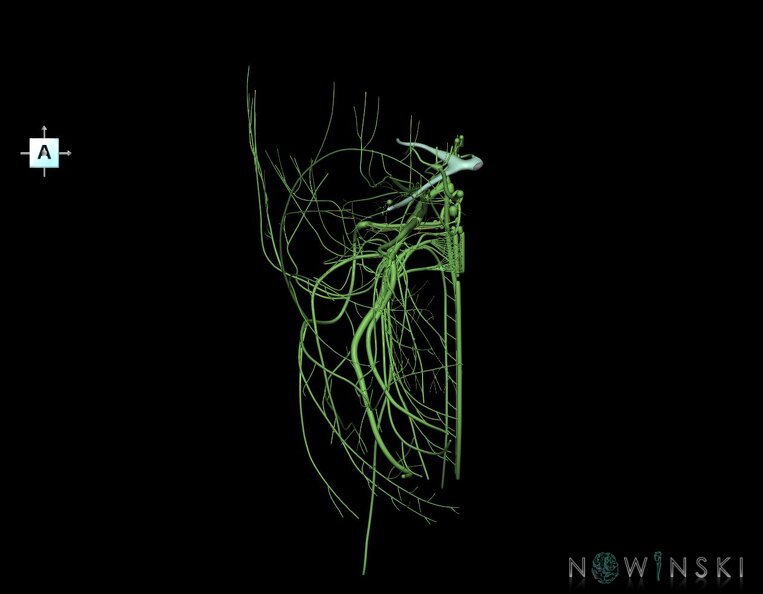 G1.T19.3.V1.C1.L0.Cranial_nerves_right.tiff