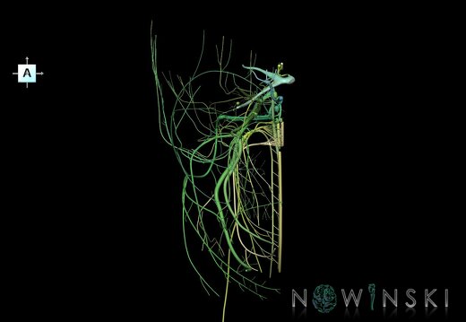 G1.T19.3.V1.C2.L0.Cranial nerves right