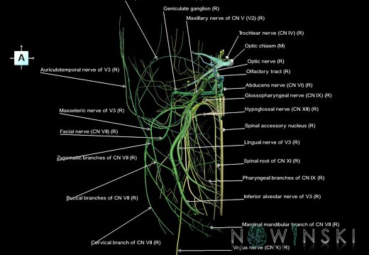 G1.T19.3.V1.C2.L1.Cranial nerves right