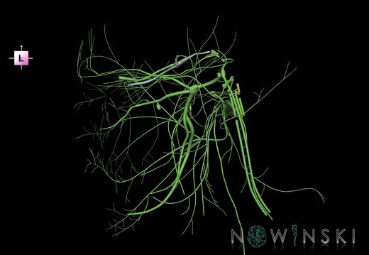 G1.T19.3.V2.C1.L0.Cranial nerves right