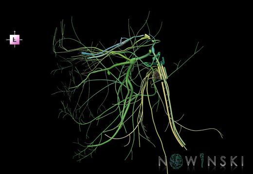 G1.T19.3.V2.C2.L0.Cranial nerves right