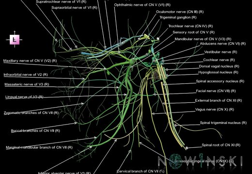 G1.T19.3.V2.C2.L1.Cranial nerves right