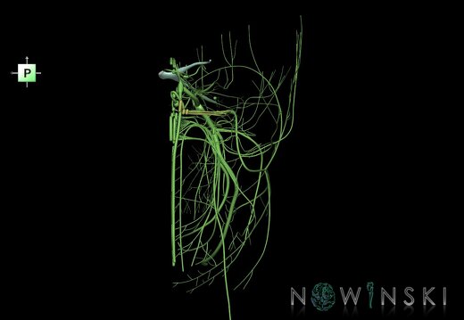 G1.T19.3.V3.C1.L0.Cranial nerves right