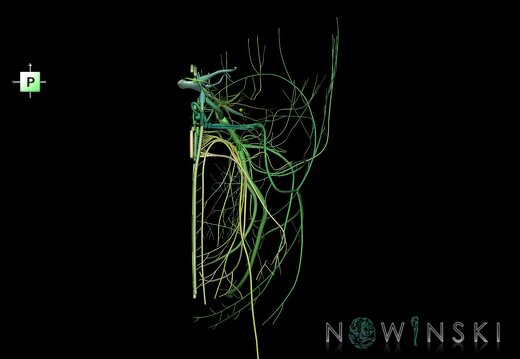 G1.T19.3.V3.C2.L0.Cranial nerves right