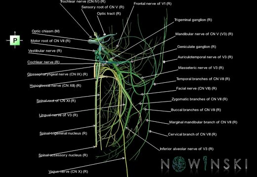 G1.T19.3.V3.C2.L1.Cranial nerves right