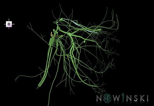 G1.T19.3.V4.C1.L0.Cranial nerves right