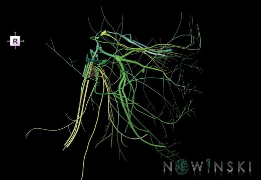 G1.T19.3.V4.C2.L0.Cranial nerves right