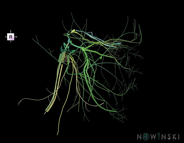G1.T19.3.V4.C2.L0.Cranial_nerves_right.tiff