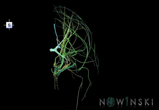 G1.T19.3.V5.C2.L0.Cranial nerves right