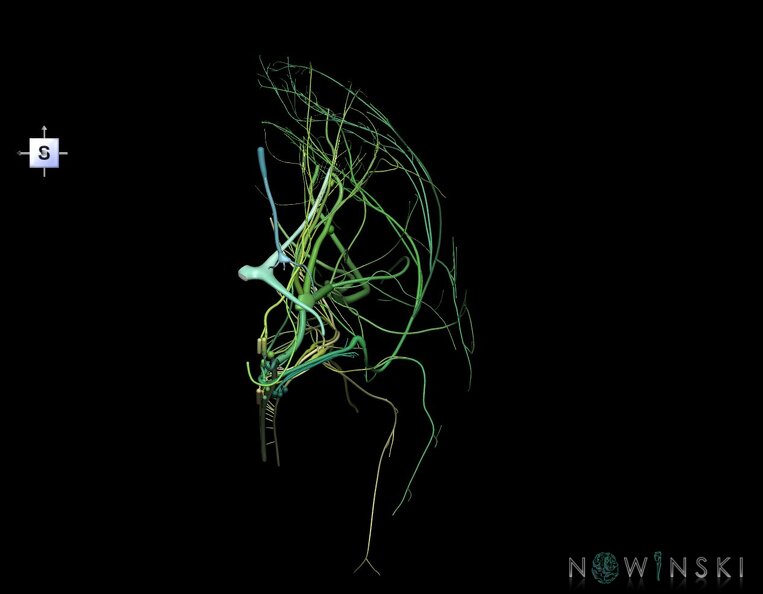 G1.T19.3.V5.C2.L0.Cranial_nerves_right.tiff