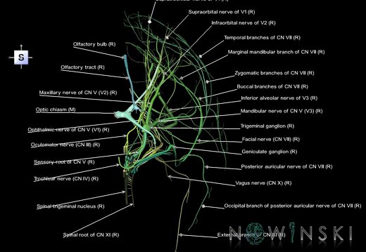G1.T19.3.V5.C2.L1.Cranial nerves right