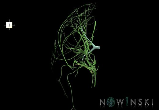 G1.T19.3.V6.C1.L0.Cranial nerves right