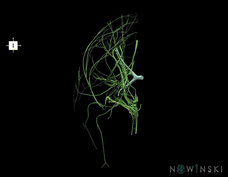 G1.T19.3.V6.C1.L0.Cranial_nerves_right.tiff