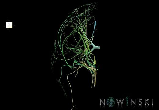 G1.T19.3.V6.C2.L0.Cranial nerves right