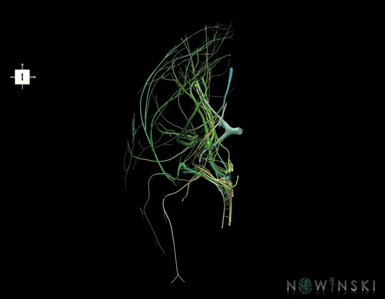 G1.T19.3.V6.C2.L0.Cranial_nerves_right.tiff