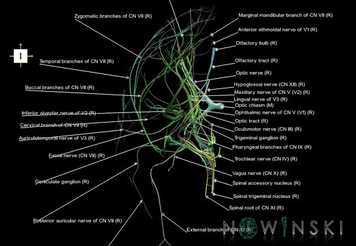 G1.T19.3.V6.C2.L1.Cranial nerves right