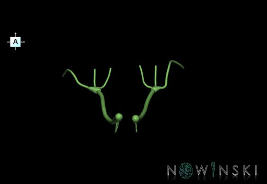 G1.T19.4.V1.C1.L0.Olfactory nerve