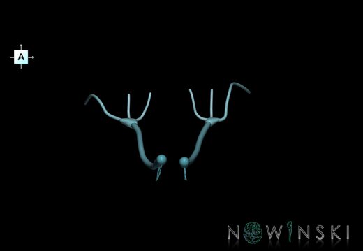 G1.T19.4.V1.C2.L0.Olfactory nerve