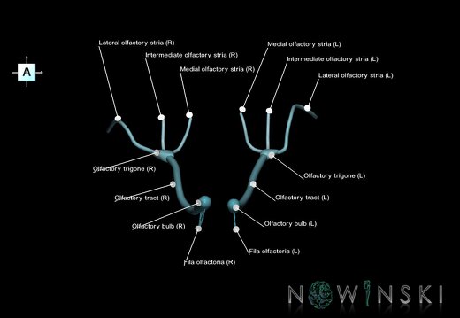 G1.T19.4.V1.C2.L1.Olfactory nerve