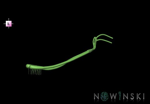 G1.T19.4.V2.C1.L0.Olfactory nerve