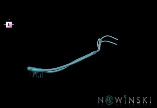 G1.T19.4.V2.C2.L0.Olfactory nerve