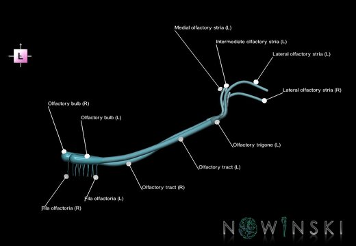 G1.T19.4.V2.C2.L1.Olfactory nerve