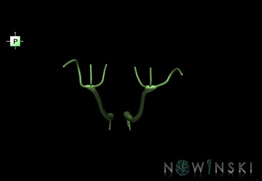 G1.T19.4.V3.C1.L0.Olfactory nerve