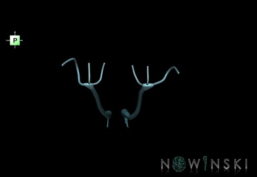 G1.T19.4.V3.C2.L0.Olfactory nerve