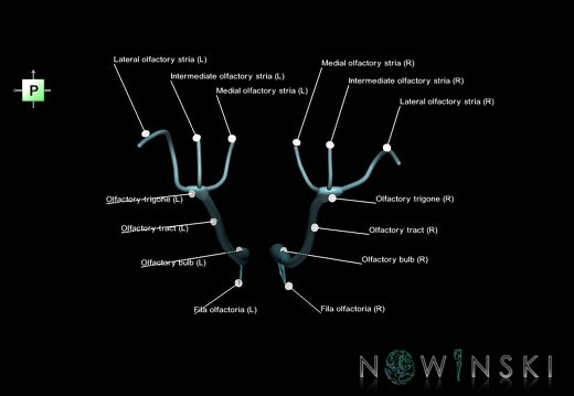 G1.T19.4.V3.C2.L1.Olfactory nerve