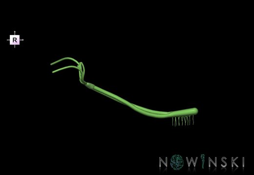 G1.T19.4.V4.C1.L0.Olfactory nerve