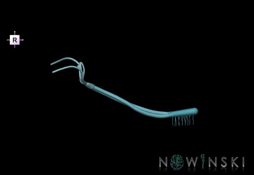 G1.T19.4.V4.C2.L0.Olfactory nerve