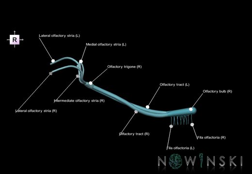 G1.T19.4.V4.C2.L1.Olfactory nerve