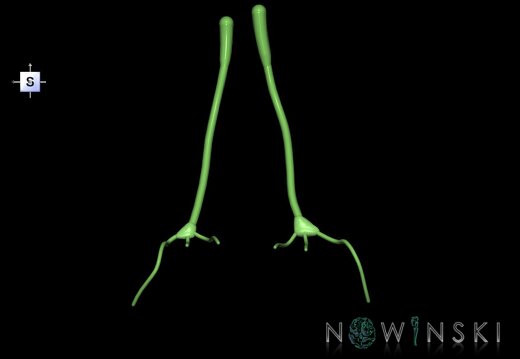 G1.T19.4.V5.C1.L0.Olfactory nerve