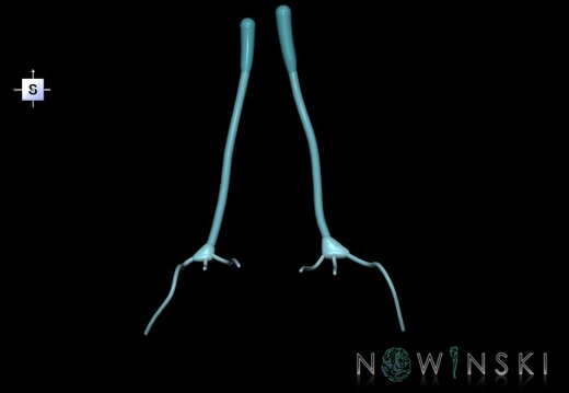 G1.T19.4.V5.C2.L0.Olfactory nerve