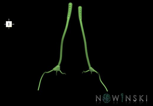 G1.T19.4.V6.C1.L0.Olfactory nerve