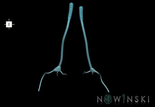 G1.T19.4.V6.C2.L0.Olfactory nerve