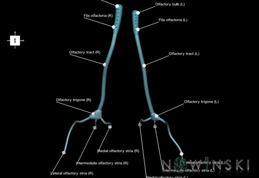 G1.T19.4.V6.C2.L1.Olfactory nerve