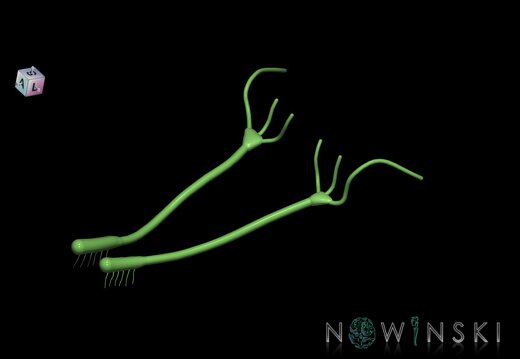 G1.T19.4.V7.C1.L0.Olfactory nerve